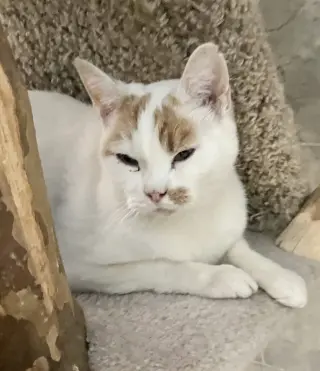Gustav