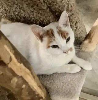 Gustav