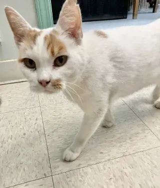 Gustav
