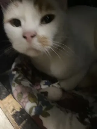 Gustav
