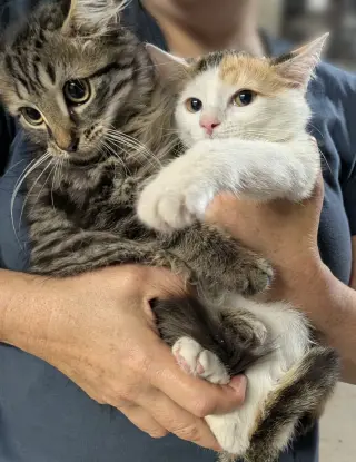 Sadie and Sammy