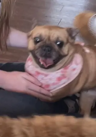 Daisy