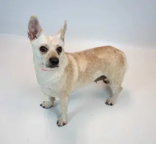 Kizzy