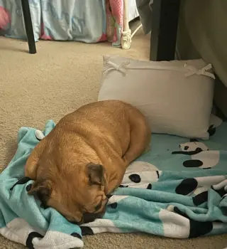 Daisy