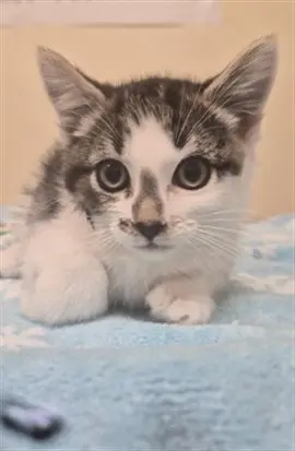 COSMO