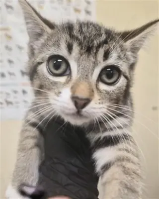 MAYA