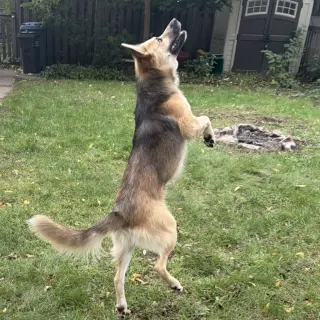 Chase