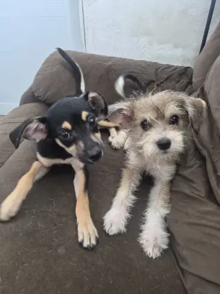 Pita