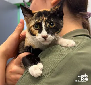 Eliza
