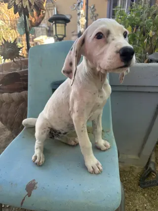 Willow