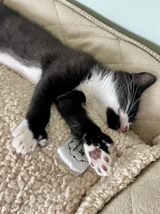 ROCKY