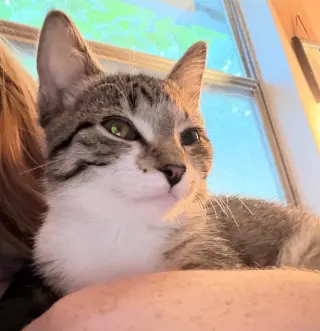 KITTEN BEAUTIFUL BONNIE
