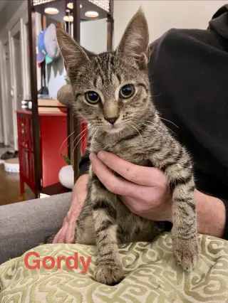 Gordo, Willow Grove Area, (FCID 08/26/2026-110)