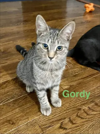 Gordo, Willow Grove Area, (FCID 08/26/2026-110)