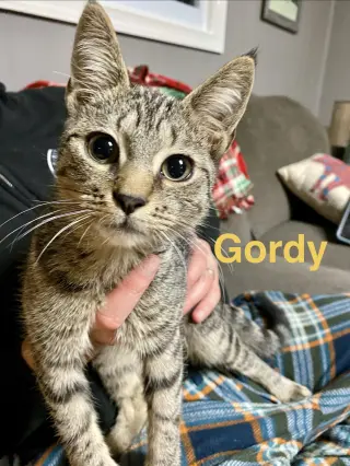 Gordo, Willow Grove Area, (FCID 08/26/2026-110)