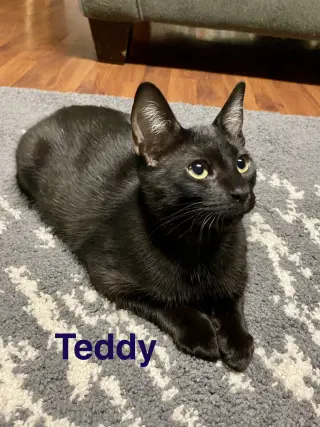 Teddy, Willow Grove Area, (FCID 08/26/2026-112)
