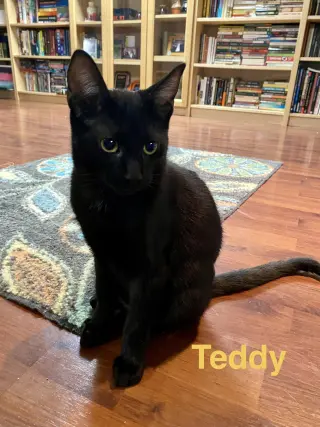 Teddy, Willow Grove Area, (FCID 08/26/2026-112)