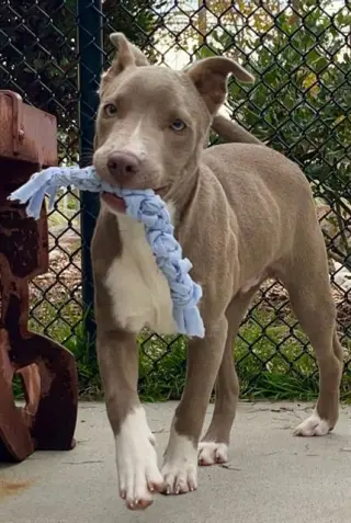 DUKE