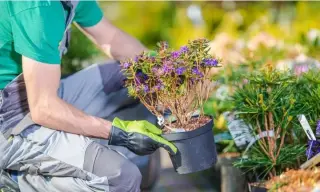 Expertos en Lawn Care