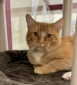 WHISKER