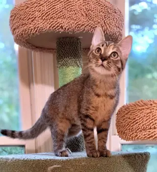 Triscuit