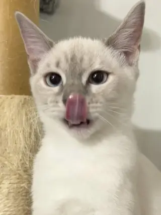 Cotton Ball