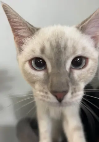 Cotton Ball