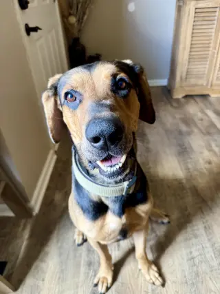 Chip