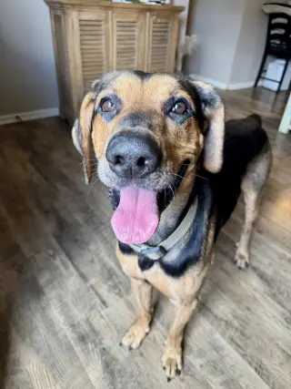 Chip