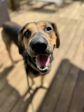 Chip
