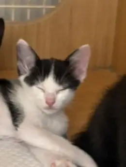 kitten 3