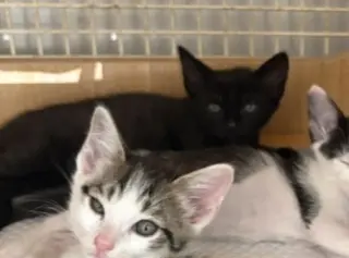 kitten 2