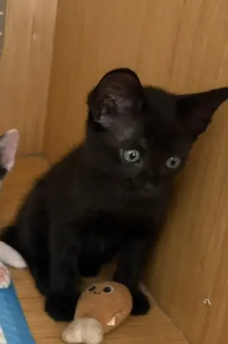 kitten 1