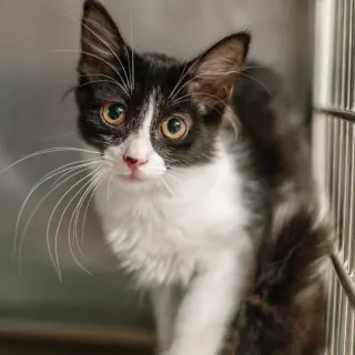 Lena