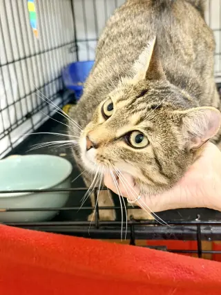 Aurora & Juniper (FCID# 12/16/2025 - 138)