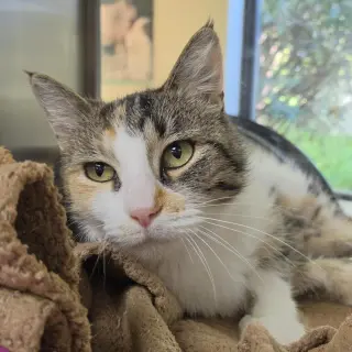 Cali Kat