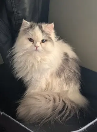 Persian Queen (Courtesy Post)