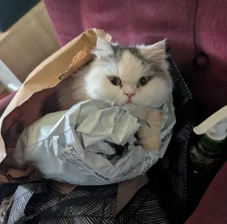 Persian Queen (Courtesy Post)