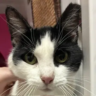 Mooshi Mooshi