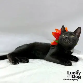 Ernie