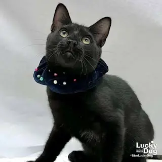 Elmer