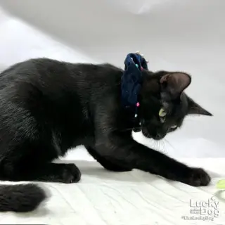 Elmer