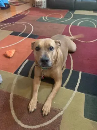 Coco  (Mom of Ten Litter )
