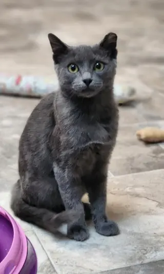 Kitten 28269 (Jackson)