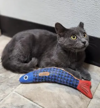 Kitten 28269 (Jackson)