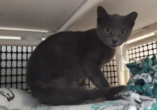 Kitten 28269 (Jackson)