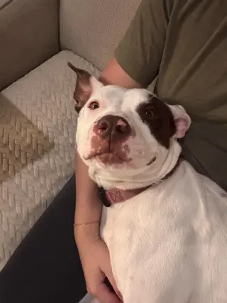 Georgie