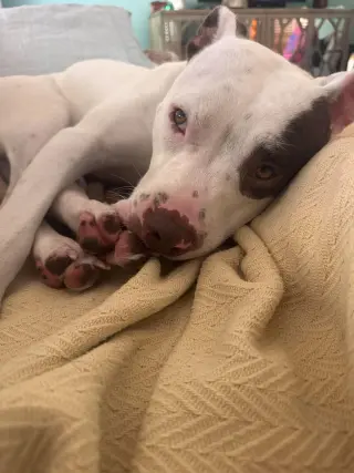 Georgie