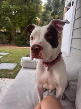 Georgie