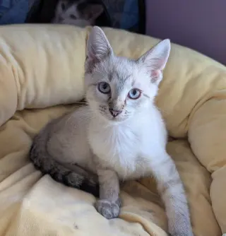 KITTEN EDWARD